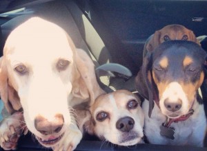 Hounds in the Car